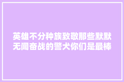 英雄不分种族致敬那些默默无闻奋战的警犬你们是最棒的