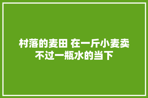 村落的麦田 在一斤小麦卖不过一瓶水的当下