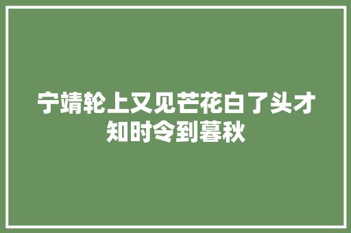 宁靖轮上又见芒花白了头才知时令到暮秋