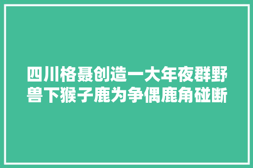 四川格聂创造一大年夜群野兽下猴子鹿为争偶鹿角碰断母鹿旁边不雅观战