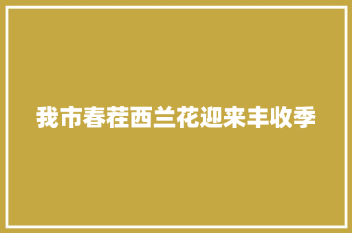 我市春茬西兰花迎来丰收季