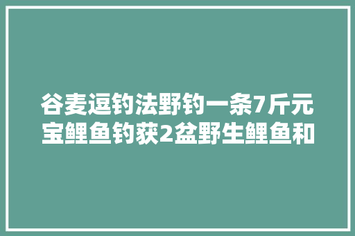 谷麦逗钓法野钓一条7斤元宝鲤鱼钓获2盆野生鲤鱼和鲫鱼