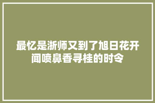 最忆是浙师又到了旭日花开闻喷鼻香寻桂的时令