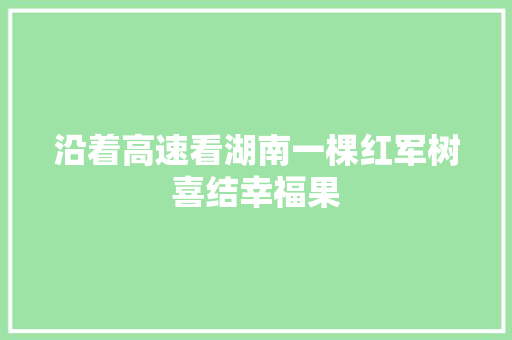 沿着高速看湖南一棵红军树喜结幸福果