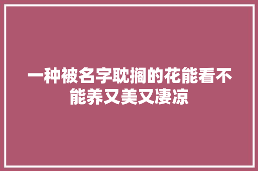 一种被名字耽搁的花能看不能养又美又凄凉