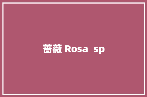 蔷薇 Rosa  sp