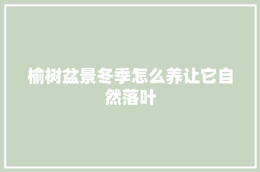 榆树盆景冬季怎么养让它自然落叶