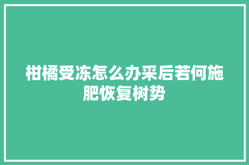 柑橘受冻怎么办采后若何施肥恢复树势