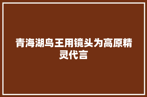 青海湖鸟王用镜头为高原精灵代言