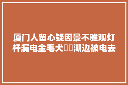 厦门人留心疑因景不雅观灯杆漏电金毛犬筼筜湖边被电去世