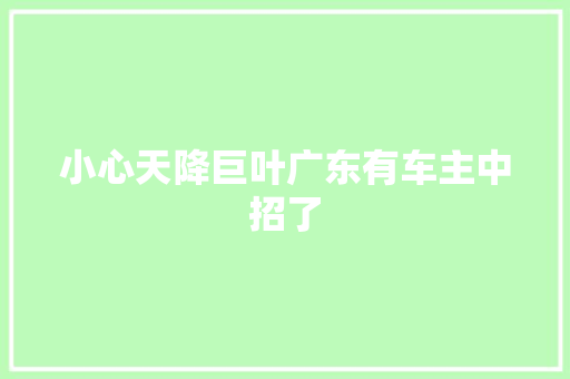 小心天降巨叶广东有车主中招了
