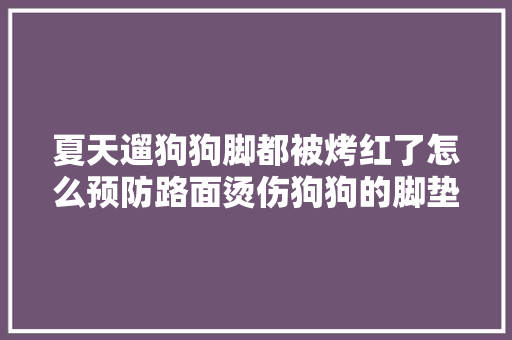 夏天遛狗狗脚都被烤红了怎么预防路面烫伤狗狗的脚垫
