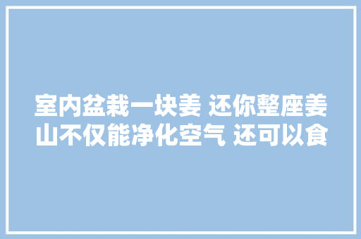 室内盆栽一块姜 还你整座姜山不仅能净化空气 还可以食用
