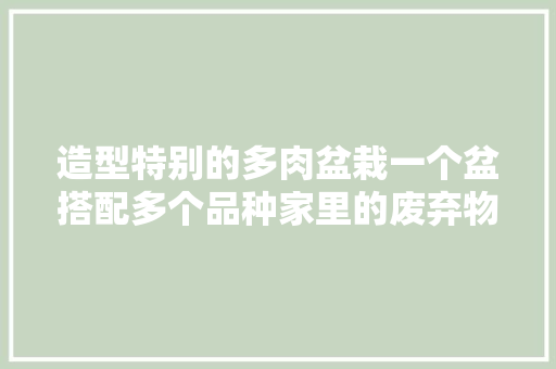 造型特别的多肉盆栽一个盆搭配多个品种家里的废弃物都用上了