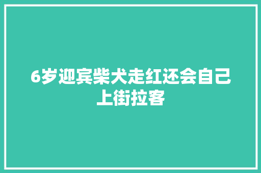 6岁迎宾柴犬走红还会自己上街拉客