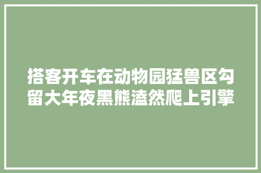 搭客开车在动物园猛兽区勾留大年夜黑熊溘然爬上引擎盖拍打挡风玻璃被压裂
