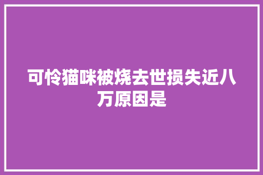 可怜猫咪被烧去世损失近八万原因是