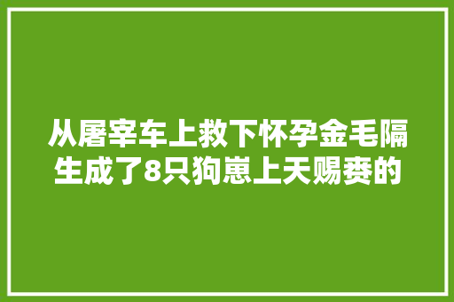 从屠宰车上救下怀孕金毛隔生成了8只狗崽上天赐赉的礼物