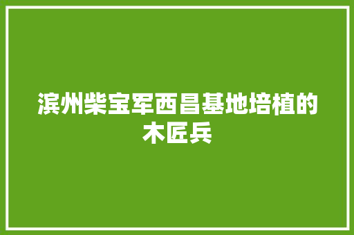 滨州柴宝军西昌基地培植的木匠兵