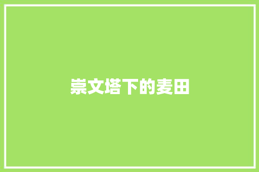 崇文塔下的麦田