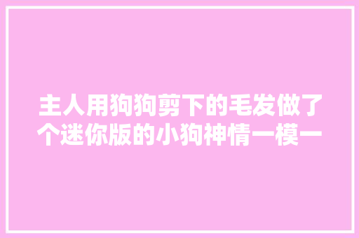 主人用狗狗剪下的毛发做了个迷你版的小狗神情一模一样
