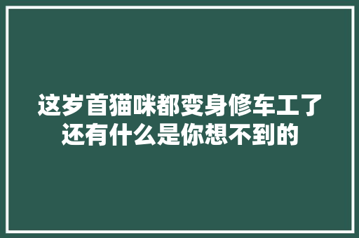 这岁首猫咪都变身修车工了还有什么是你想不到的 汽车知识