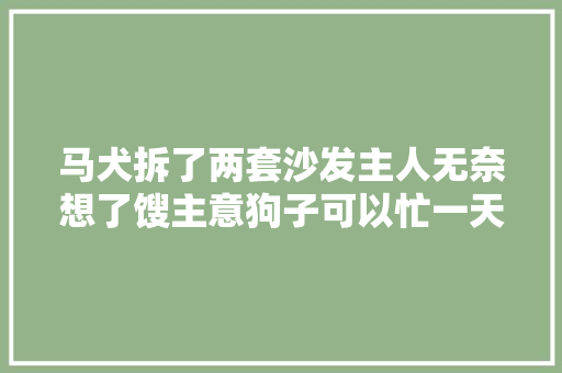 马犬拆了两套沙发主人无奈想了馊主意狗子可以忙一天了