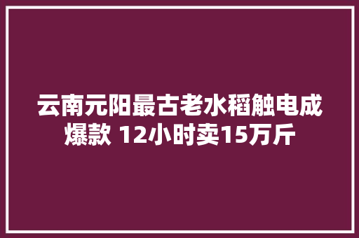云南元阳最古老水稻触电成爆款 12小时卖15万斤