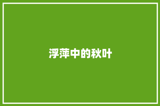 浮萍中的秋叶
