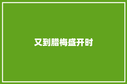 又到腊梅盛开时