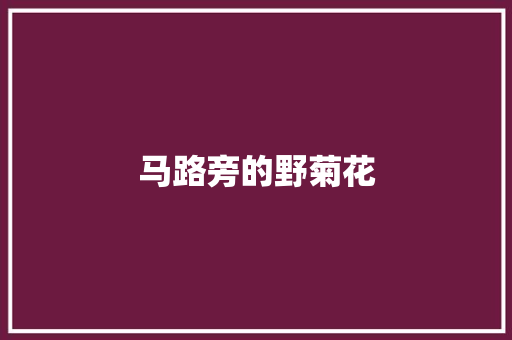 马路旁的野菊花