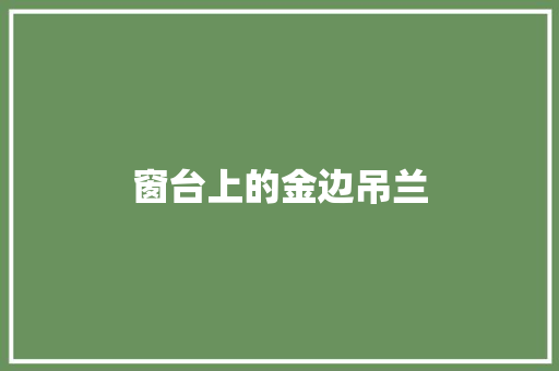 窗台上的金边吊兰