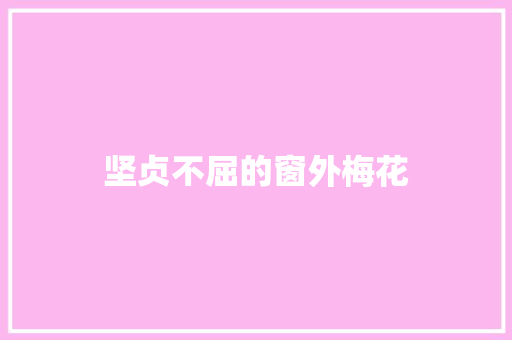 坚贞不屈的窗外梅花
