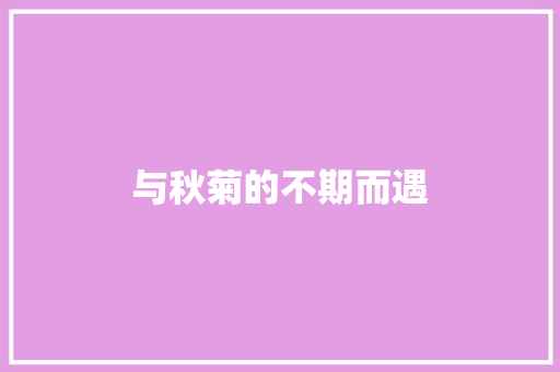 与秋菊的不期而遇
