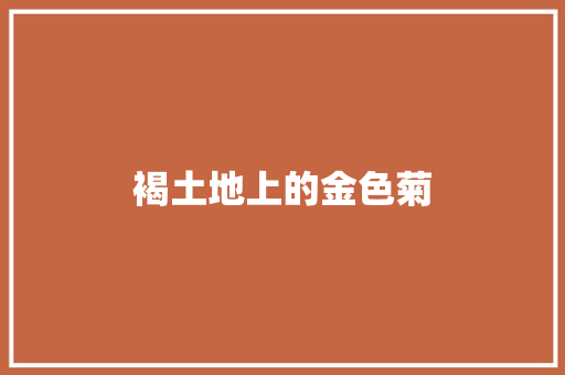 褐土地上的金色菊