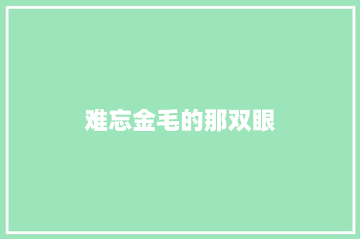 难忘金毛的那双眼