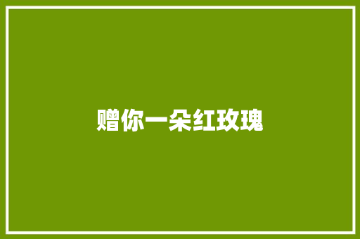 赠你一朵红玫瑰