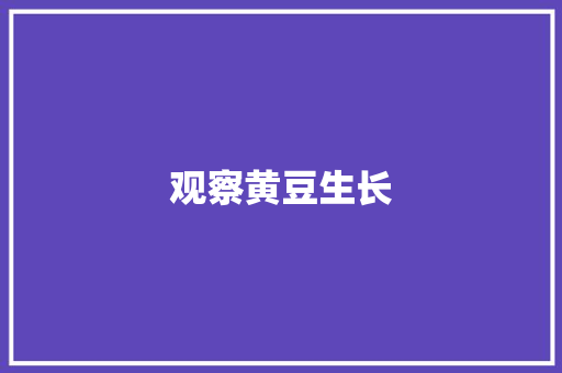 观察黄豆生长