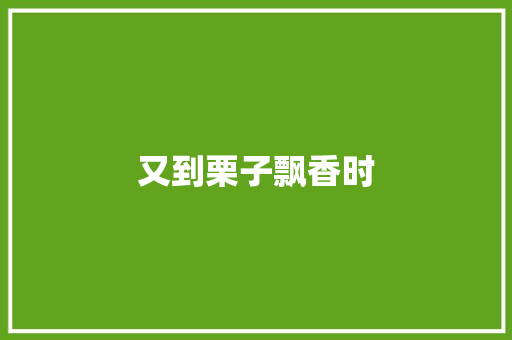 又到栗子飘香时