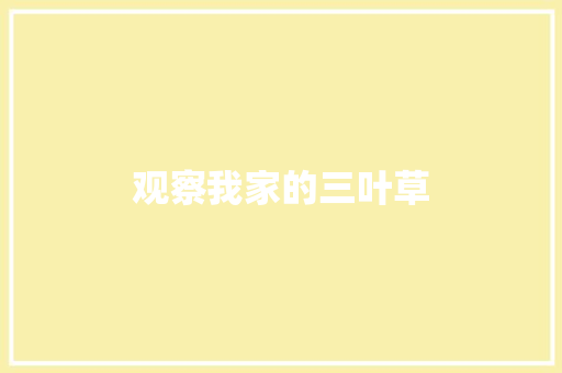 观察我家的三叶草