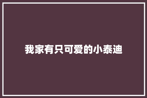 我家有只可爱的小泰迪