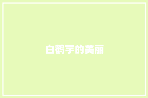 白鹤芋的美丽
