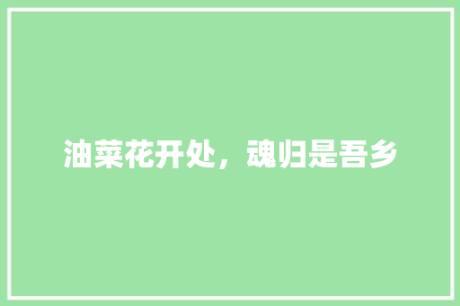 油菜花开处，魂归是吾乡