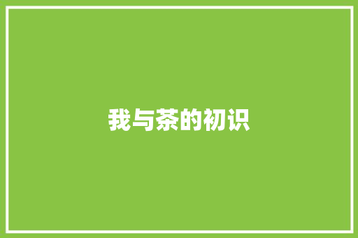 我与茶的初识