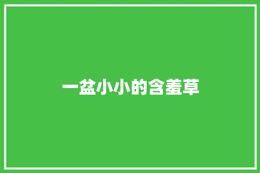 一盆小小的含羞草
