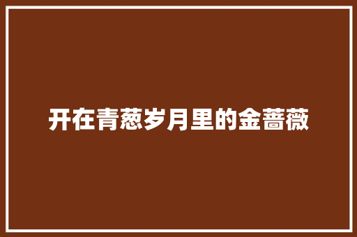 开在青葱岁月里的金蔷薇