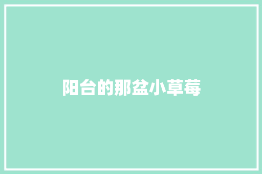 阳台的那盆小草莓
