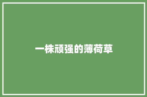 一株顽强的薄荷草