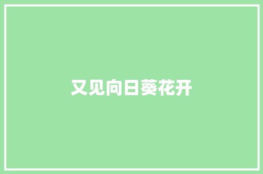又见向日葵花开