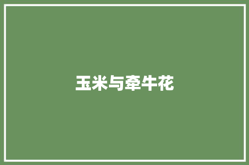 玉米与牵牛花